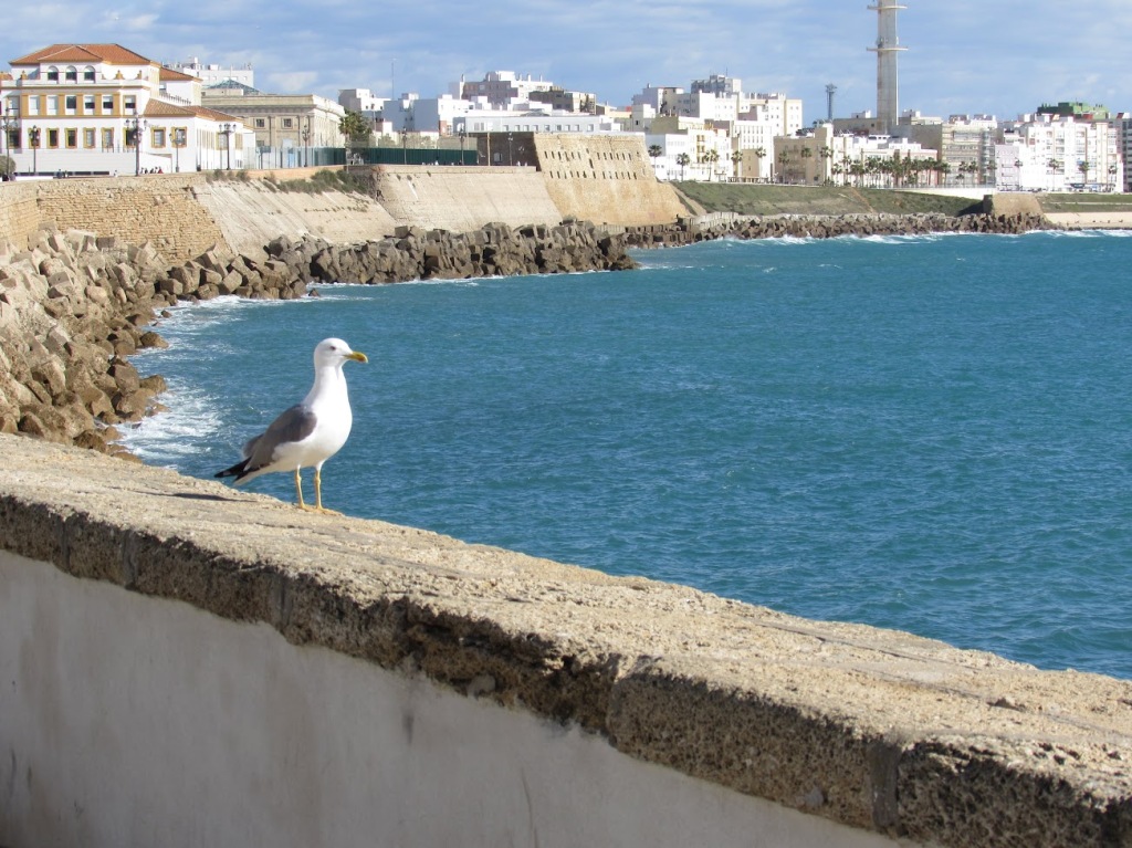 Gaviota sobre el malecón de Cádiz.